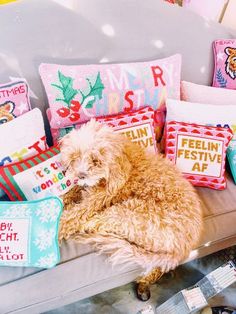 a dog is sitting on a couch with many pillows