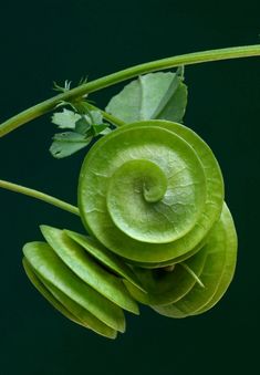 a green plant with leaves and a snail crawling on it's back, in front of a black background