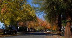 a street lined with lots of trees in the fall