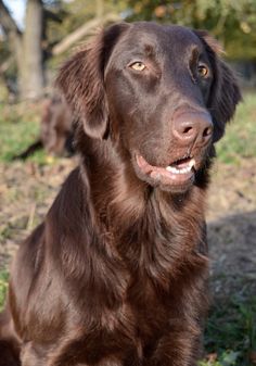 a large brown dog sitting on top of a grass covered field