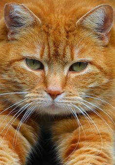 an orange cat with green eyes and whiskers