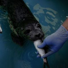 a person in blue gloves is feeding a seal with a fish on it's mouth