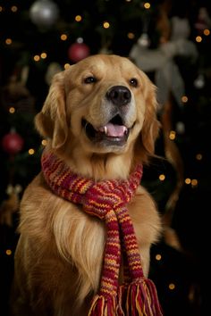 a golden retriever wearing a red and yellow scarf in front of a christmas tree