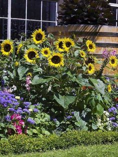 Sunflower Garden Ideas: Lovely Summer Sunflowers in a Colorful Flower Bed Sunflower Garden Ideas, Colorful Flower Beds, Green Backyard, Wooden Trellis, Sunflower Garden, Flower Inspiration, Garden Guide, Garden Accents, Love Garden