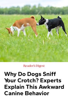 two dogs sniffing each other in the grass with text reading why do dogs sniff your croth? experts explain this awkward canine behavior