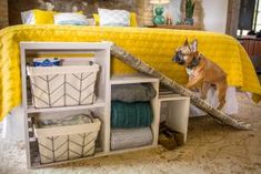 a small dog standing in front of a bed with yellow bedspread and pillows