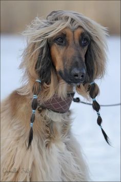 a dog with long hair on it's face and leashed to the side