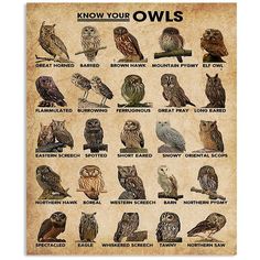 an old poster with owls on it's side and the words know your owls