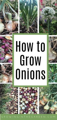 how to grow onions in the garden