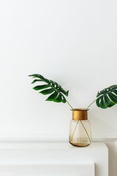 a plant in a glass vase sitting on top of a white shelf next to a wall