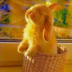 an orange bunny sitting in a basket looking out the window with its front paws up