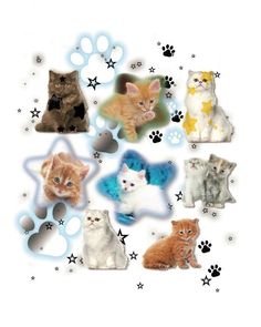 a group of cats sitting next to each other on top of a white background with stars and paw prints