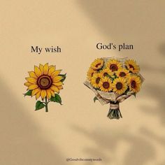 two sunflowers with the words my wish and god's plan written on them