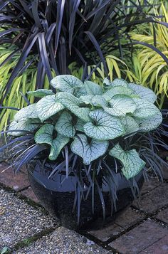 a potted plant sitting on top of a brick walkway