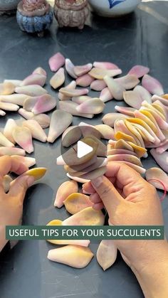 two hands are holding small pieces of sea glass on a table with the words useful tips for your succulents