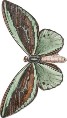 a green and brown butterfly sitting on top of a white background