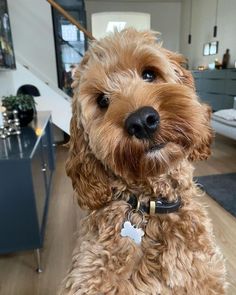 a brown dog sitting on top of a wooden floor