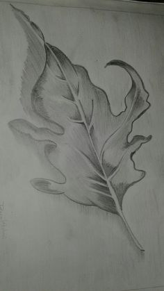 a pencil drawing of a leaf