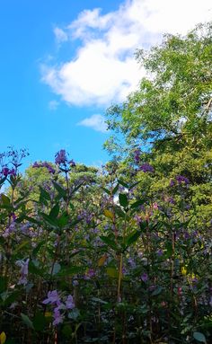 purple flowers are in the foreground, and green trees in the background on a sunny day