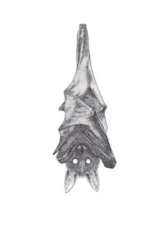 a drawing of a bat hanging upside down