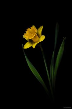 a single yellow flower on a black background