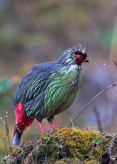 a colorful bird perched on top of a moss covered rock in the woods with red and green feathers