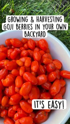 a white bowl filled with red tomatoes on top of green grass next to the words growing and harvesting goji berries in your own backyard