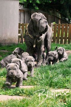 a large gray dog standing on top of a pile of puppies in the grass