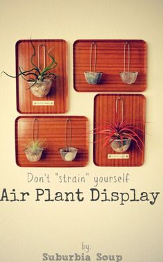 four wooden trays with air plants on them and the words don't strain yourself