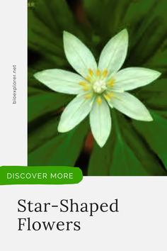 a white flower sitting on top of a green leafy plant with the words star - shaped flowers below it