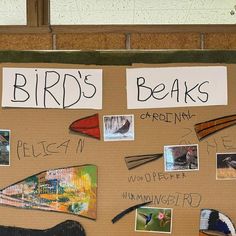 a bulletin board with birds, beaks and pictures on it