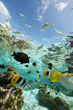 an underwater view of fish swimming in the ocean