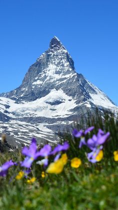 purple and yellow flowers in front of a snow covered mountain