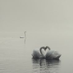 two swans making a heart shape in the water on a foggy day with one swimming