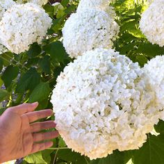 a hand reaching out towards some white flowers