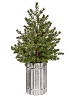 a potted pine tree in a metal container