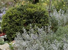 some white flowers and bushes in a garden