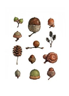 an image of different types of mushrooms