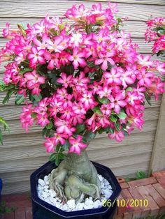 a potted plant with pink flowers in it