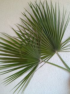 a palm leaf hanging from the side of a wall