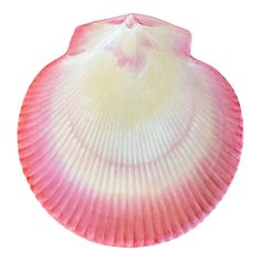 a pink and white shell on a white background