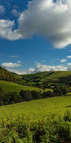 a lush green field under a blue sky with white clouds and sheep grazing in the distance