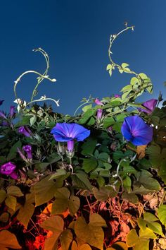 purple flowers are growing on the side of a wall with green leaves and blue sky in the background