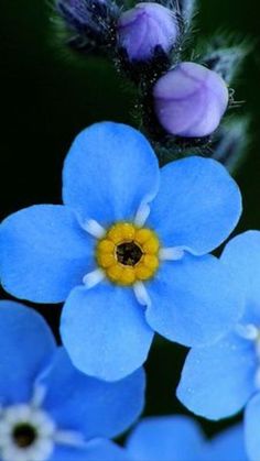 blue flowers with yellow center and white centers