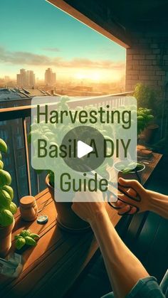 a person sitting at a table with some fruit on it and the words harvesting basila diy guide