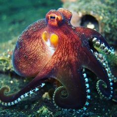 an octopus is sitting on the ocean floor