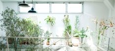 an indoor area with potted plants on the wall and stairs leading up to the second floor