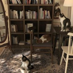 two cats sitting on chairs in front of a bookshelf