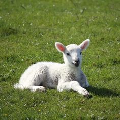 a sheep laying in the grass with text overlay that reads, the secret to mothering with more patience