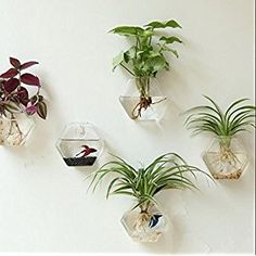 three air plants are hanging on the wall next to each other in glass vases